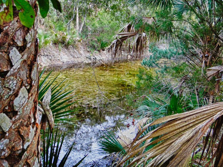 HDR Hobo's Swamp Picture St Augustine Florida