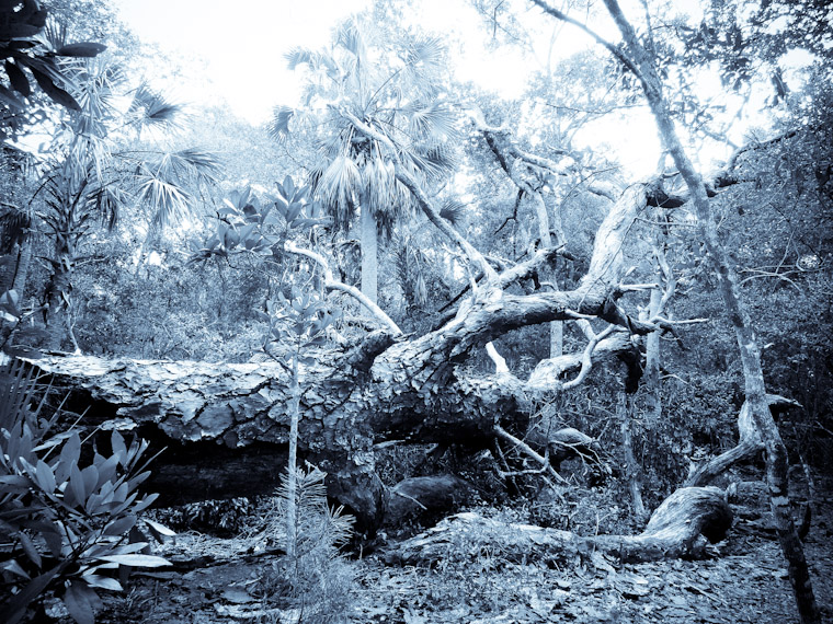 Fallen Selenium Tone Tree Photo in St Augustine Florida