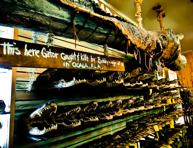 Picture of Lots of Gator Teeth St Augustine Florida