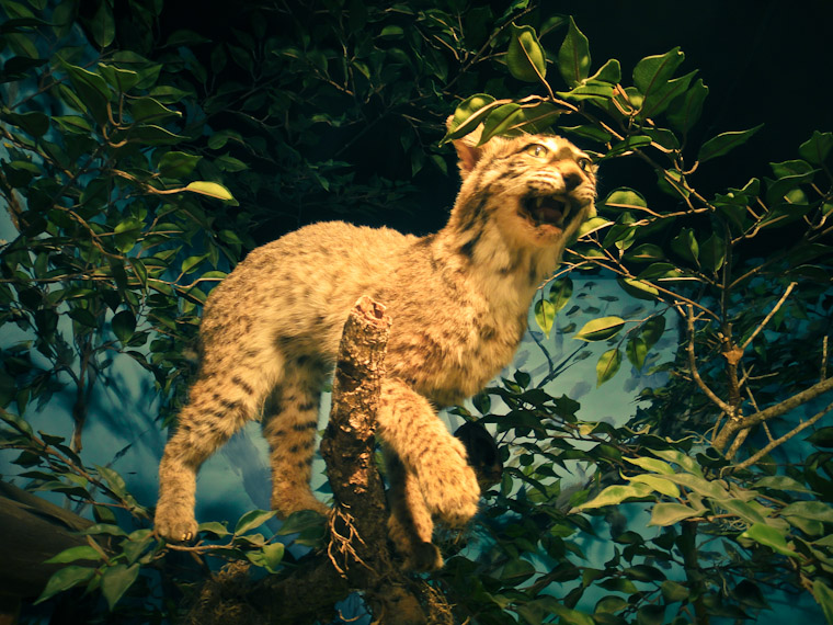 Creepy Stuffed Bobcat St Augustine Florida Photo