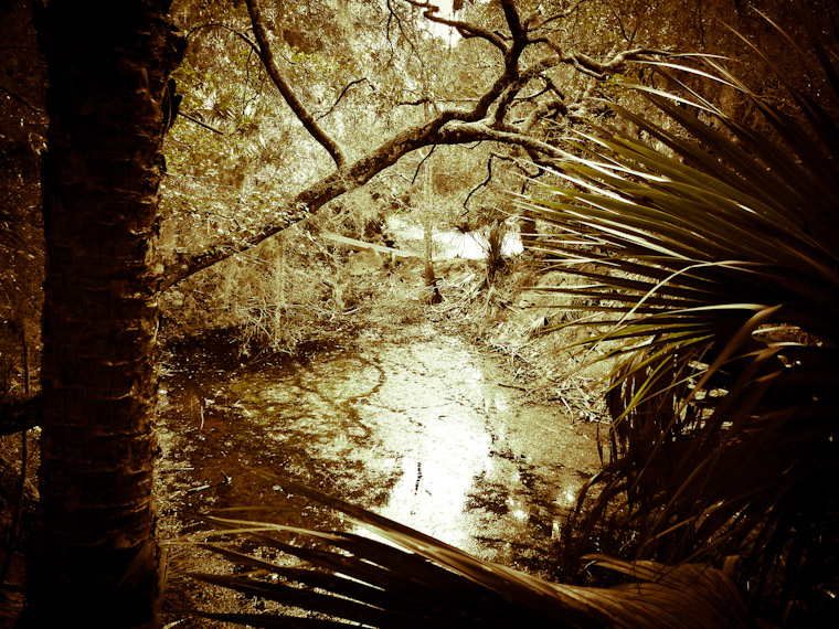 Swamp Bridge Hobo's Trail St Augustine Florida Picture