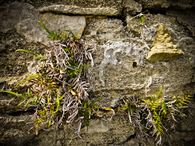 Photos of Fort Matanzes Plants in St Augustine Florida