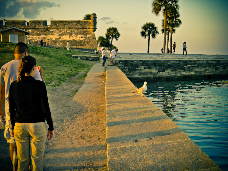 Photos of Tourist Vs Bird in St Augustine Florida