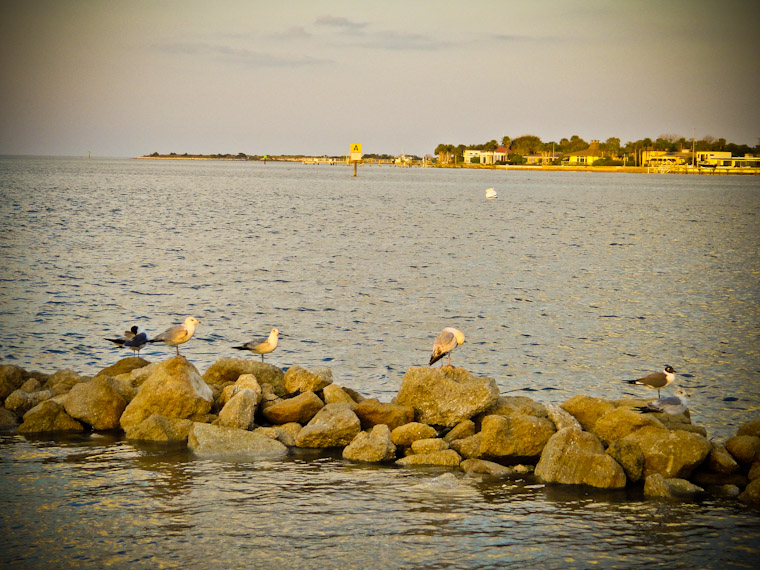 Pictures of Rocky Sunset Birds in St Augustine Florida