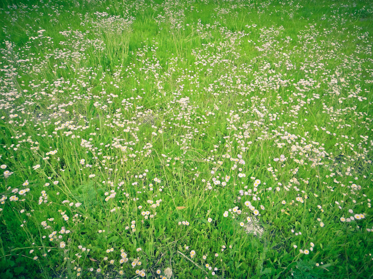 Picture of wildflower field in St Augustine Florida