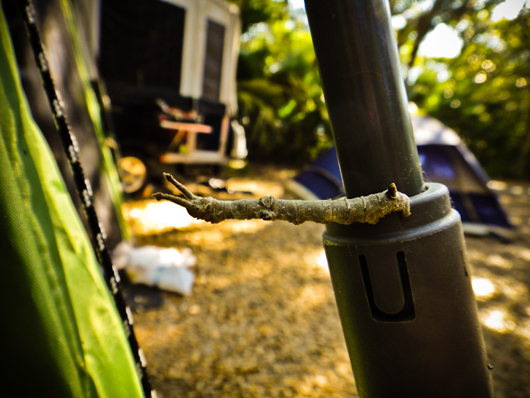 Picture of Stick Caterpillar in St Augustine Florida