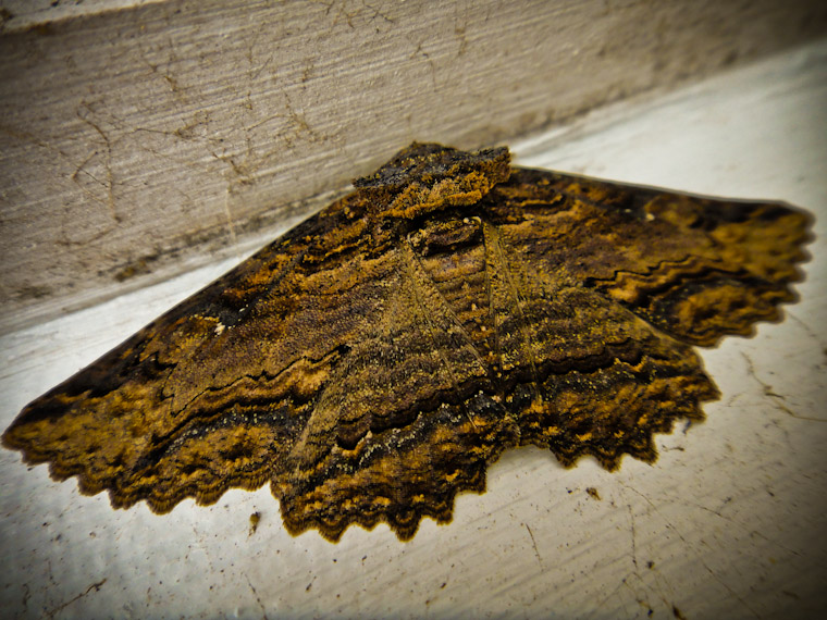 Picture of Zale Moth in St Augustine Florida