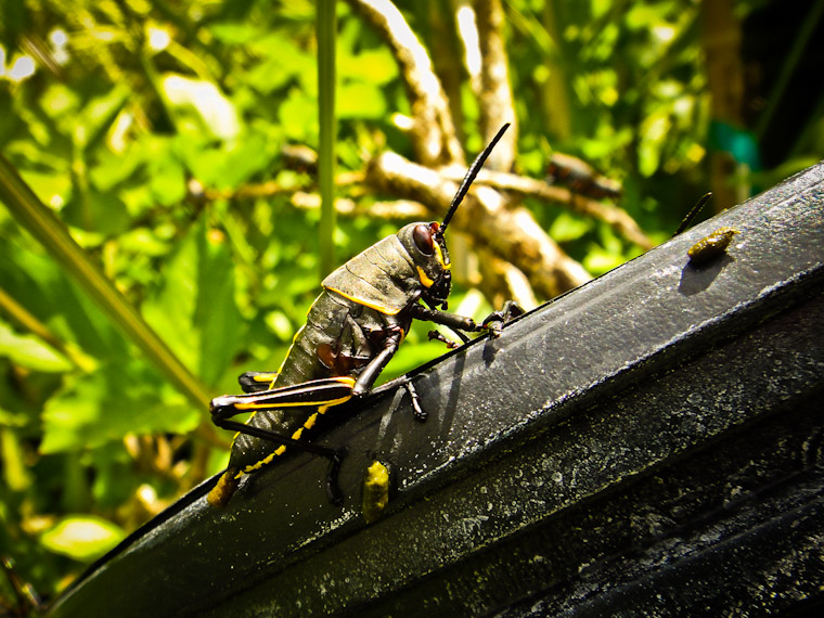 Picture of Eastern Lubber Grasshopper in Saint Augustine Florida
