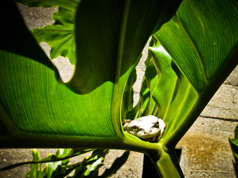 Photo of a Hammock Frog in St Augustine Florida