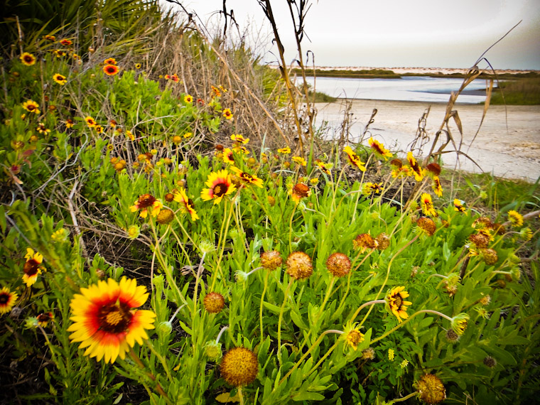 Photo of Blanket Flower in Saint Augustine Florida