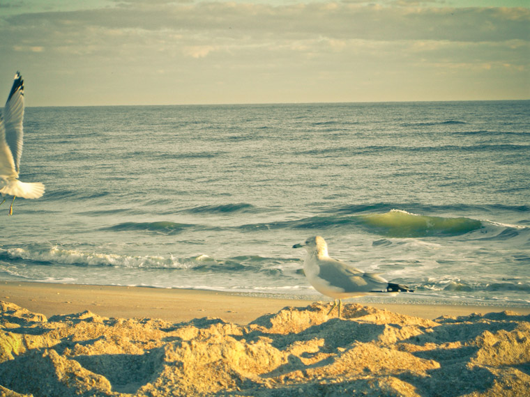 Picture of Birds playing follow the leader in Porpoise Point St Augustine Florida