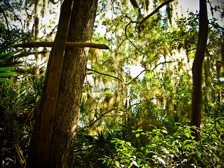 Photo of Cross in the woods in st augustine florida