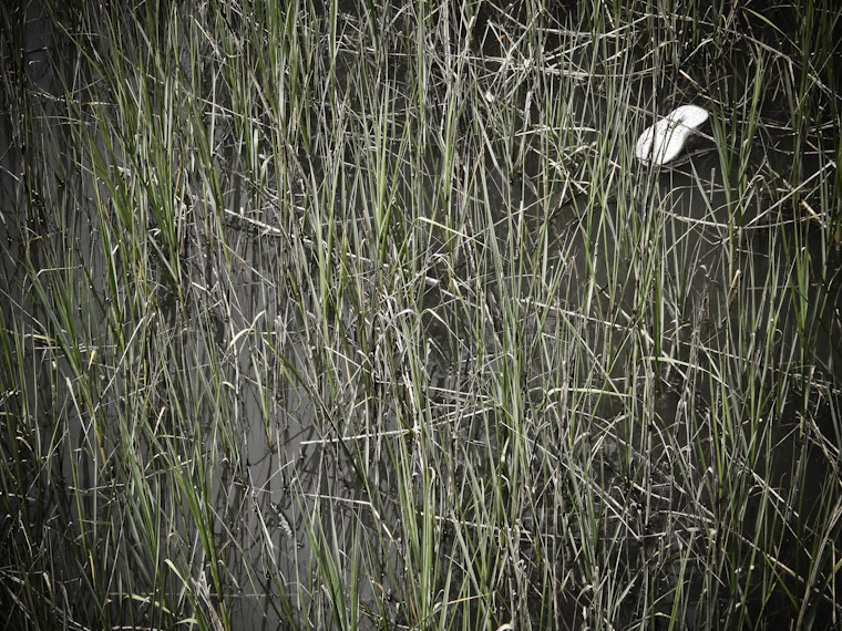 Floating Airwalk Shoe Photo in St Augustine Florida