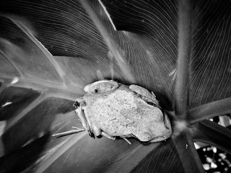 Palm Frond Frog Photo in Saint Augustine Florida