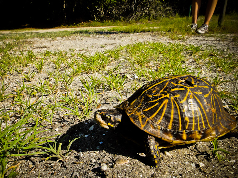 Photo of Florida Box Turtle Race in Saint Augustine Florida