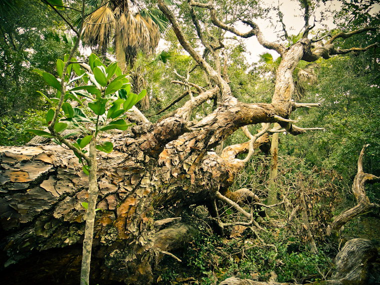 Photo of big fallen live oak tree in St Augustine Florida