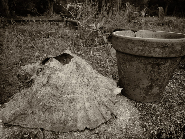 Graveyard Shell Pot Photo in St Augustine Florida