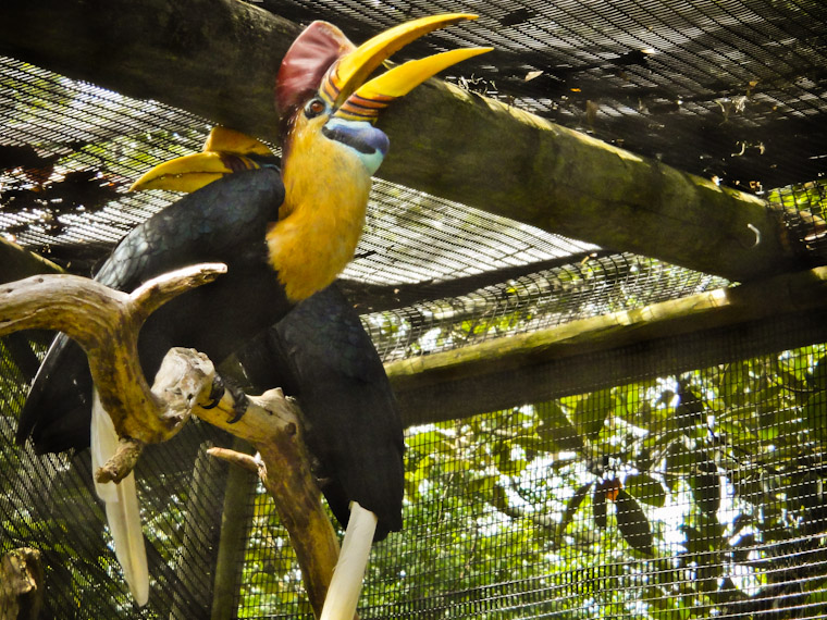 Picture of Sulawesi Red Knobbed Hornbill in St Augustine Florida