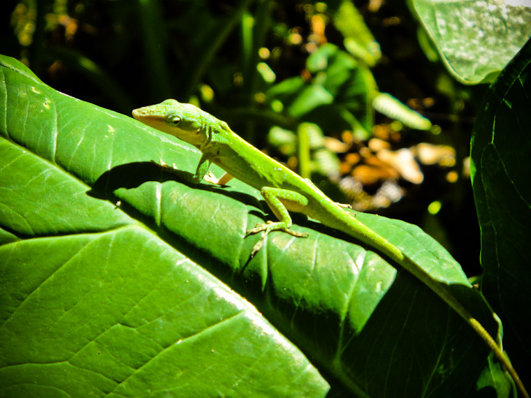 Picture of Lizard in St Augustine Florida