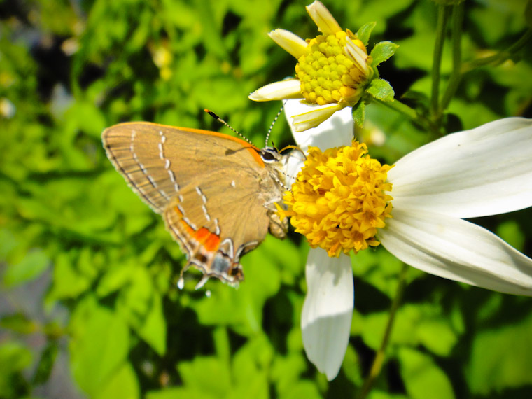 Picture of Red Banded Hairstreak Butterfly in St Augustine Florida