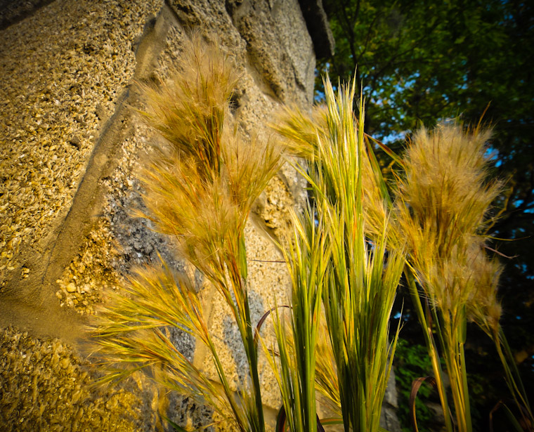 Picture of Coquina Grass in St Augustine Florida