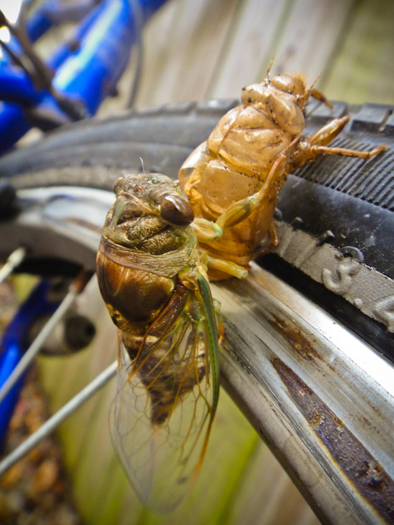 Picture of Molting Cicada Drying Wings on Bike Tire in St Augustine Florida
