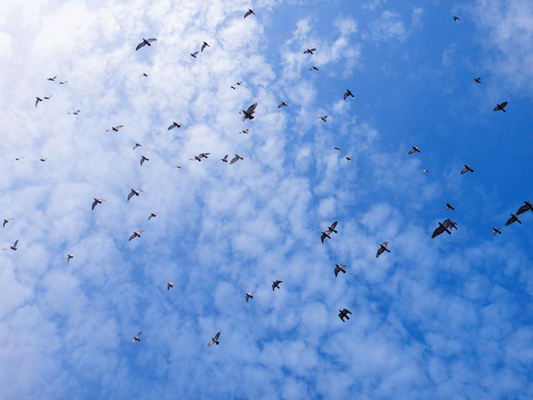 Photo of Flying Flock of Birds in St Augustine Florida