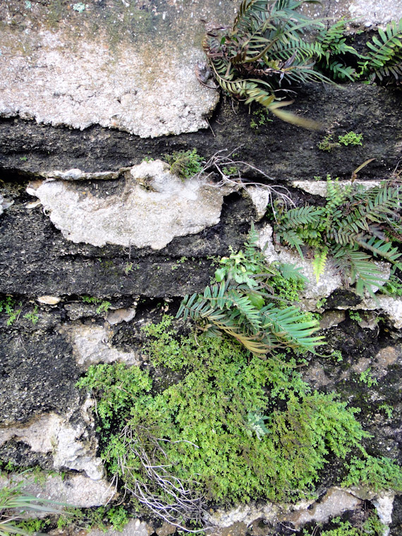 Photo of Fort Wall Detail in St Augustine Florida