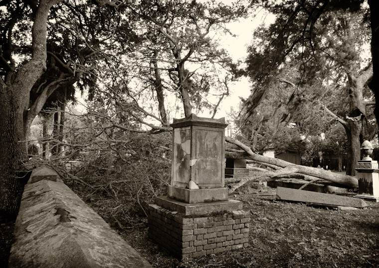 Picture of Fallen Tree in huguenot cemetery in St Augustine Florida
