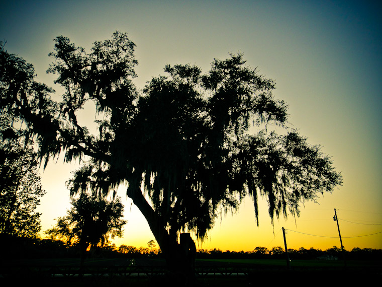 Photo of equestrian center tree in Hastings Florida