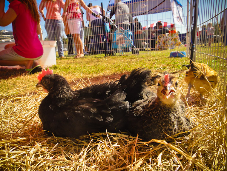 Picture of Baby Chickens in St Augustine Florida