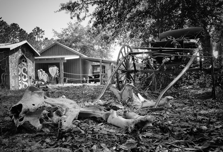 End of the Trail Horse Bones in Flagler County Florida Agricultural Museum