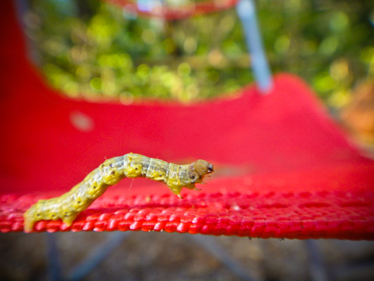 Photo of inchworm chair in St Augustine Florida