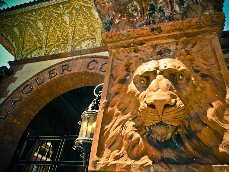 Picture of a hypnotizing lion in St Augustine Florida