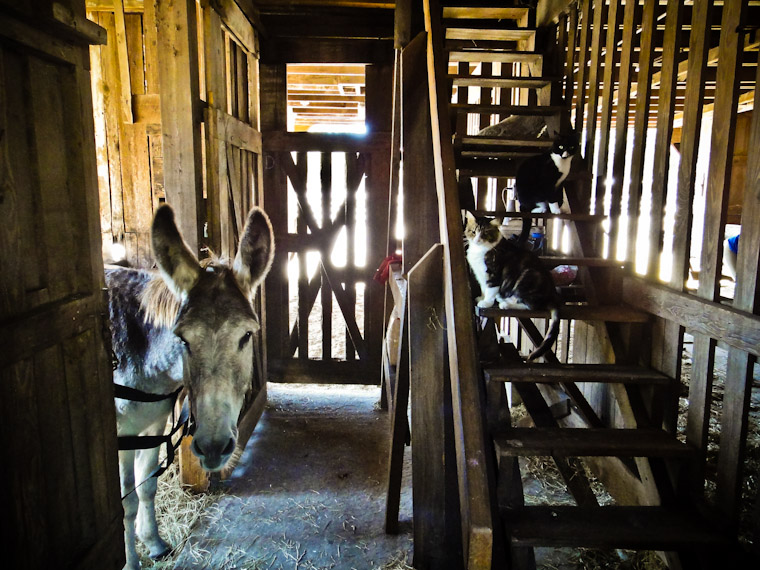 Picture of Barnyard buddies in Flagler County Florida