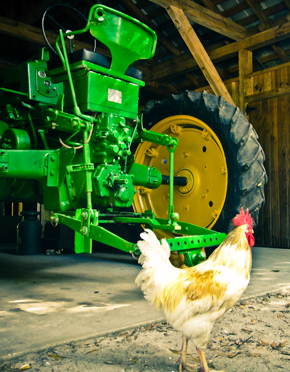 Picture of Tractor and Chicken in Flagler County Florida