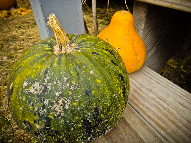 Photo of a pumpkin and gourd on step in Flagler County Florida