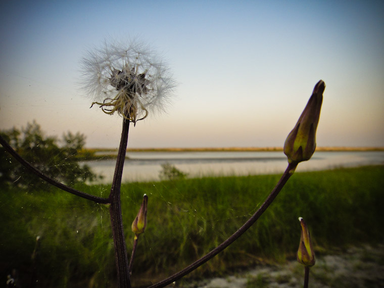 Spiderweb Puff Ball in St Augustine Florida Photo