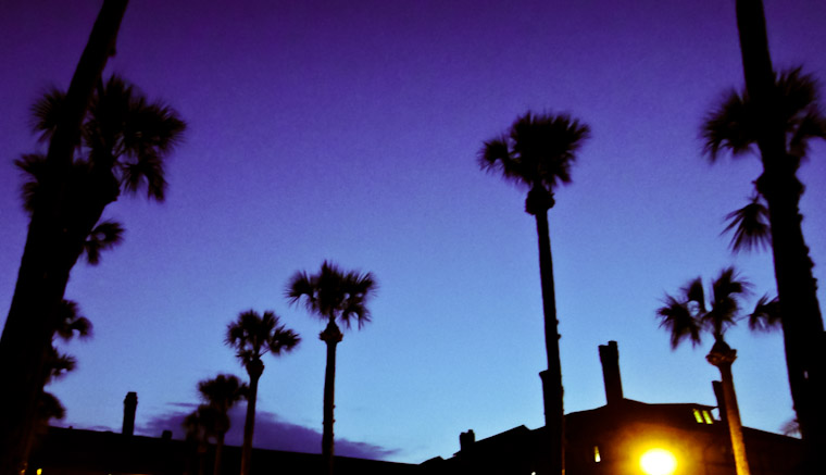 Photo of purple palm crop in St Augustine Florida