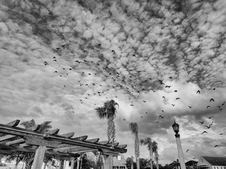 St Augustine Florida birds fly in marbleized sky