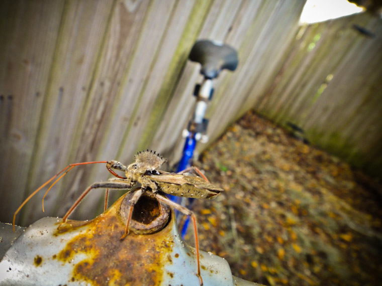 Picture of Wheel Bug on bicycle in St Augustine Florida