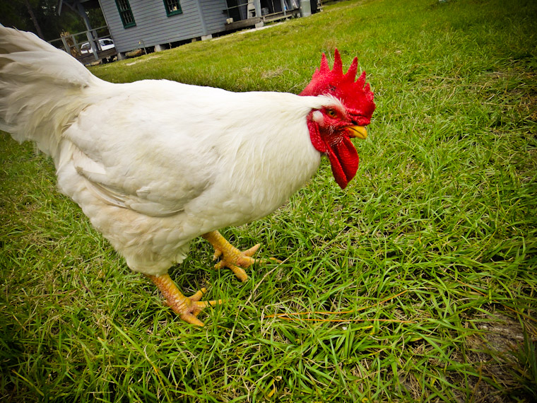 Photo of the Cock of the Walk in Flagler County
