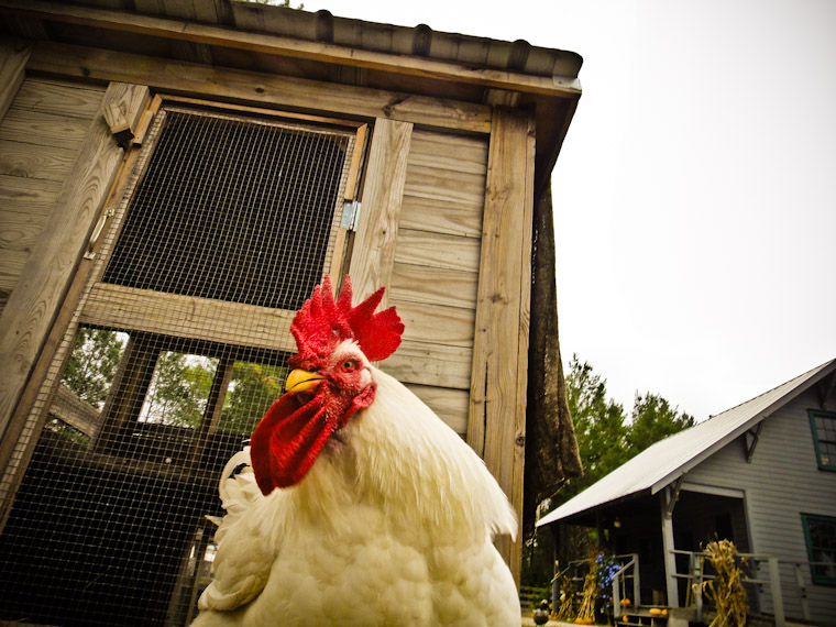 Photo of a rooster and coop in Flagler County Florida