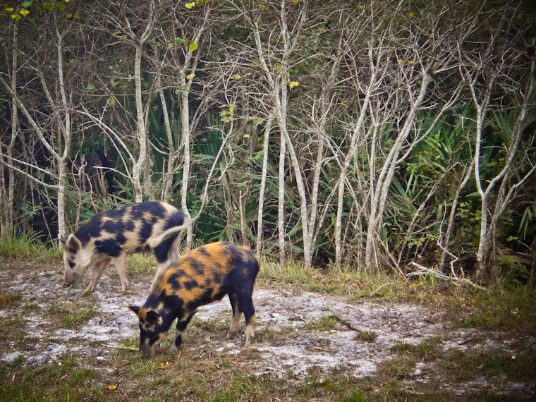 Photo of wild boar buddies in St Augustine Florida