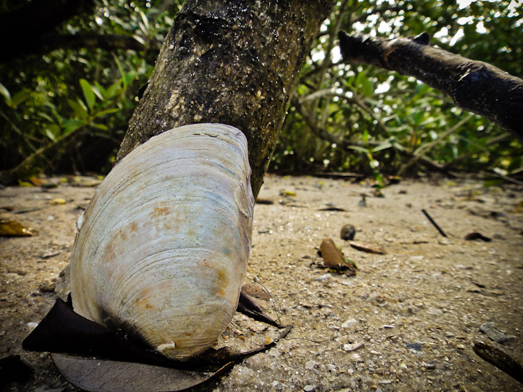 Picture of leaning shell in St Augustine Florida
