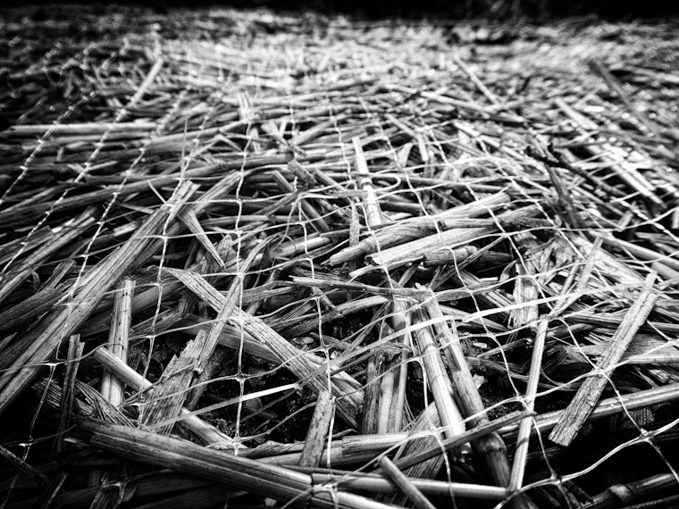 Photo of a hay mat in St Augustine Florida