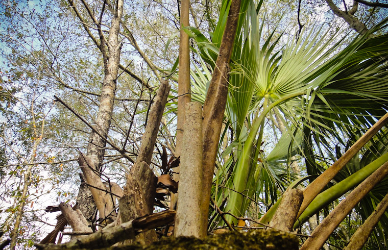 Photo of get low and look up in Saint Augustine Florida