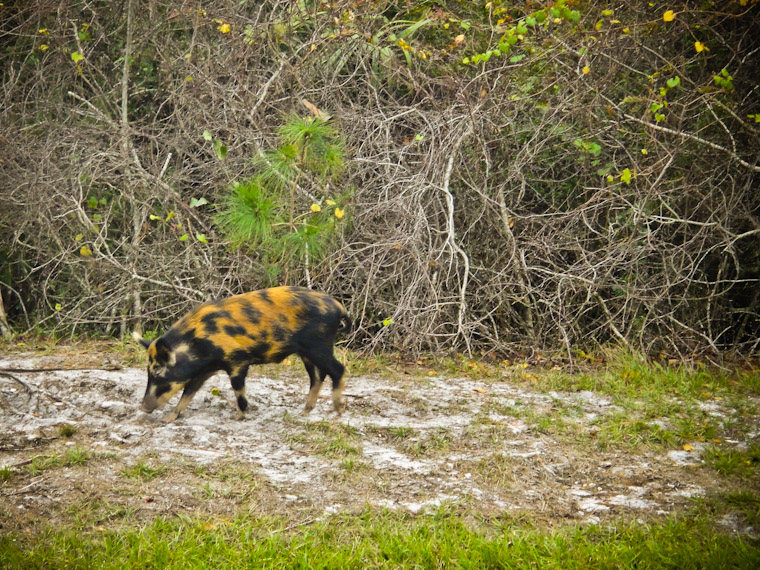 What a boar in st augustine florida