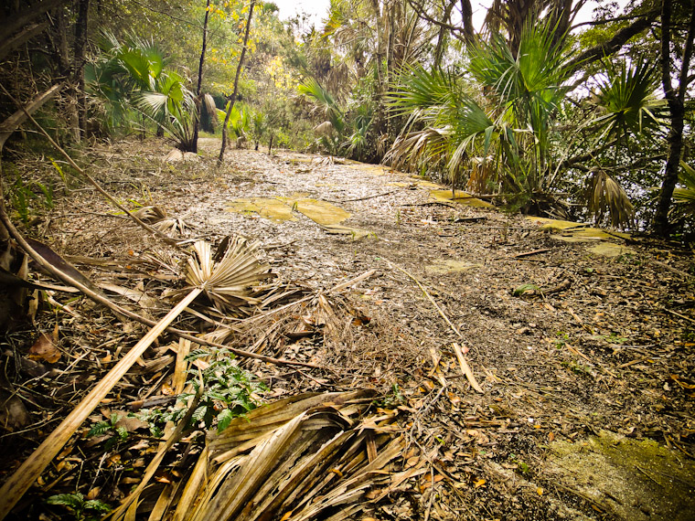 Photo of overgrown building foundation in St Augustine Florida