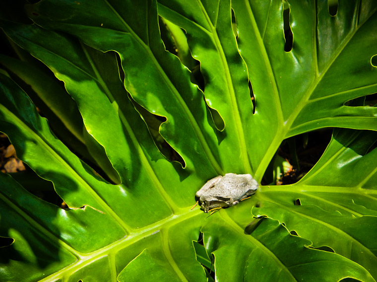 Photo of hiding leap day frog in Saint Augustine Florida